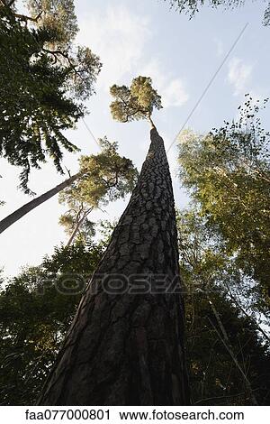 Stock Image - Tall tree, low angle view. Fotosearch
