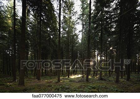 Stock Photography - Tranquil forest. Fotosearch