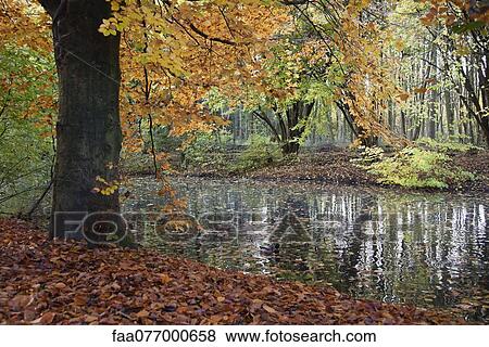 Stock Photo - Tranquil pond in Autumn. Fotosearch