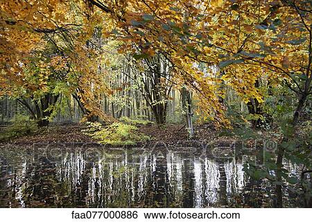 Stock Photograph - Tranquil pond in Autumn. Fotosearch