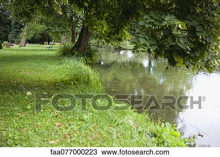 Tree growing at edge of pond View Large Photo Image Stock Image - Tree growing at edge of pond. Fotosearch