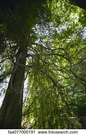 Stock Image - Tree, low angle view. Fotosearch