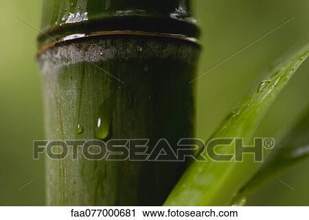 Stock Image - Water droplet on bamboo, close-up. Fotosearch