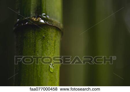 Stock Photo - Water droplet on bamboo, close-up. Fotosearch