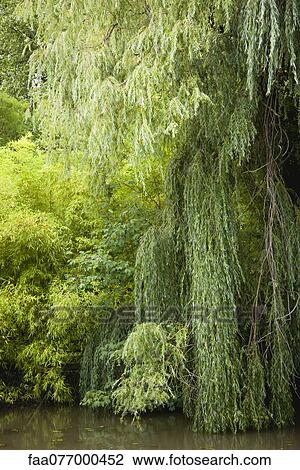 Stock Image - Weeping willows growing at water's edge. Fotosearch