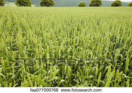 Stock Photo - Wheat field. Fotosearch
