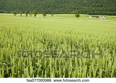 Stock Photo - Wheat field. Fotosearch