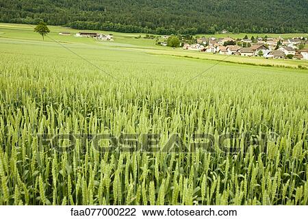 Wheat field with village visible in distance View Large Photo Image Stock Image - Wheat field with village visible in distance. Fotosearch
