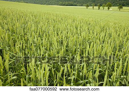 Stock Image - Wheat growing in field. Fotosearch
