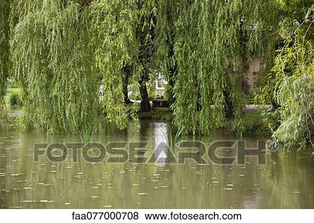 Willow trees growing beside pond View Large Photo Image Stock Photo - Willow trees growing beside pond. Fotosearch