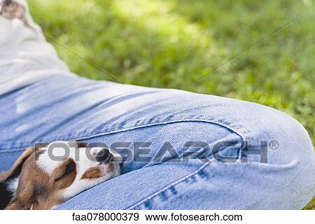 Stock Photo - Beagle puppy napping on man's lap. Fotosearch