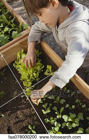 Boy looking at seedlings in vegetable garden View Large Photo Image Stock Image - Boy looking at seedlings in vegetable garden. Fotosearch