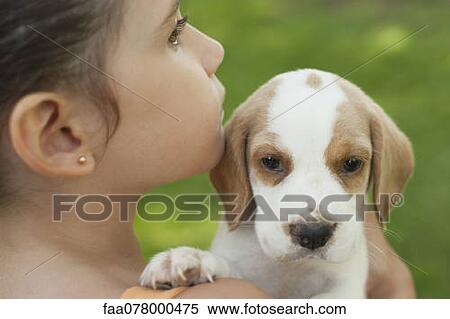 Stock Photography - Girl carrying beagle puppy, close-up. Fotosearch