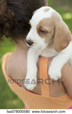 Stock Image - Girl carrying beagle puppy on shoulder. Fotosearch