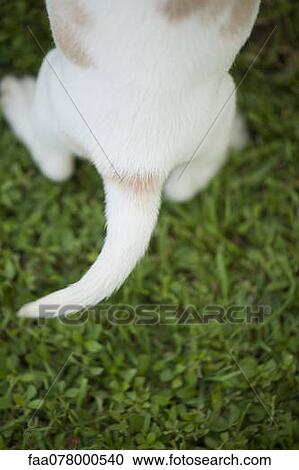 Stock Image - Rear end of beagle puppy, overhead view. Fotosearch