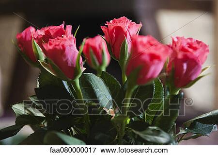 Stock Photo - Bouquet of pink roses. Fotosearch