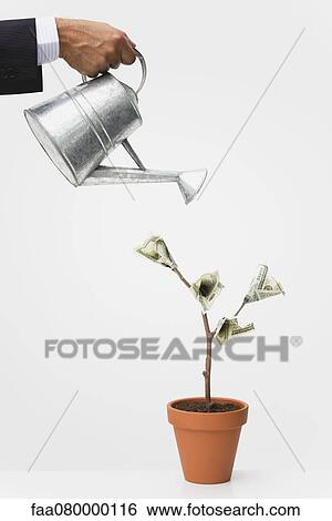 Stock Photograph - Businessman watering money tree, cropped. Fotosearch