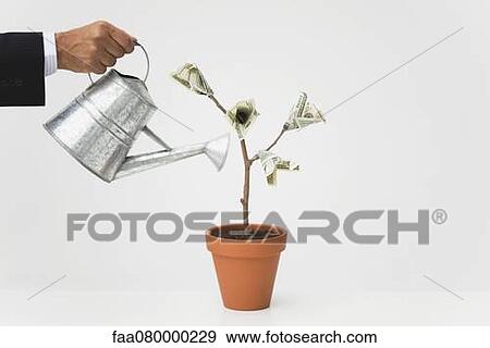 Businessman watering potted money tree, cropped View Large Photo Image Stock Photo - Businessman watering potted money tree, cropped. Fotosearch