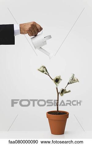 Businessman watering potted tree with hundred dollar bills growing on it View Large Photo Image Stock Image - Businessman watering potted tree with hundred dollar bills growing on it. Fotosearch
