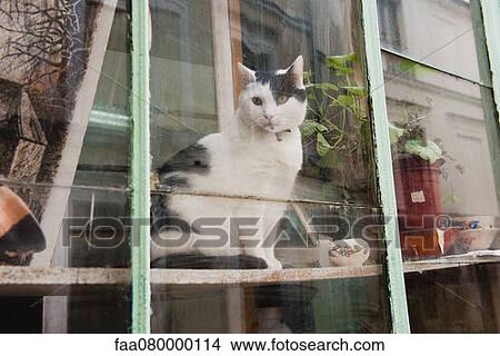 Picture - Cat looking through window. Fotosearch