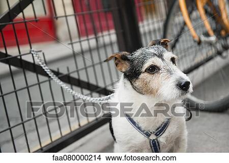 Dog chained to fence View Large Photo Image Picture - Dog chained to fence. Fotosearch