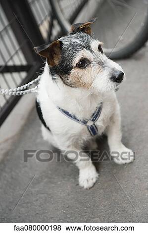 Stock Photo - Dog sitting on sidewalk. Fotosearch
