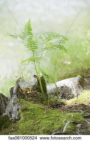 Fern View Large Photo Image Picture - Fern. Fotosearch
