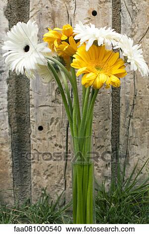 Gerbera daisies in vase View Large Photo Image Stock Image - Gerbera daisies in vase. Fotosearch