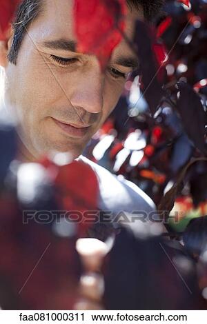 Stock Image - Man viewed through foliage, portrait. Fotosearch