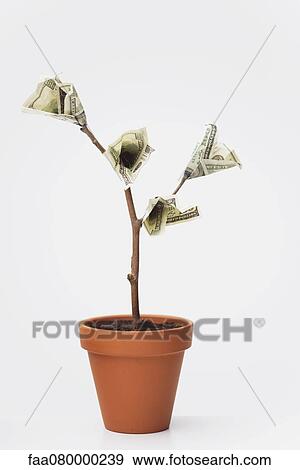 One-hundered dollar bills growing on potted tree View Large Photo Image Stock Photo - One-hundered dollar bills growing on potted tree. Fotosearch