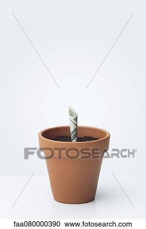One-hundred dollar bill planted in flower pot View Large Photo Image Stock Image - One-hundred dollar bill planted in flower pot. Fotosearch