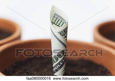 One-hundred dollar bill planted in flower pot View Large Photo Image Stock Photograph - One-hundred dollar bill planted in flower pot. Fotosearch