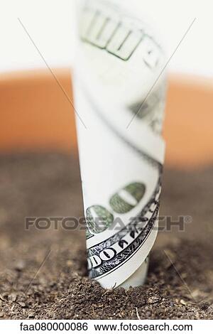 Stock Photograph - One-hundred dollar bill planted in flower pot, close-up. Fotosearch
