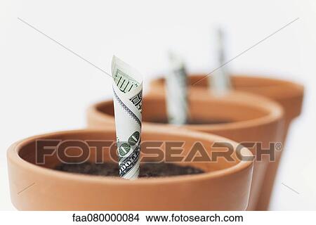 Picture - One-hundred dollar bills planted in flower pots. Fotosearch
