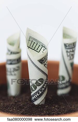 One-hundred dollar bills planted in flower pot View Large Photo Image Stock Photo - One-hundred dollar bills planted in flower pot. Fotosearch