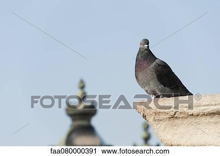 Pigeon View Large Photo Image Stock Image - Pigeon. Fotosearch