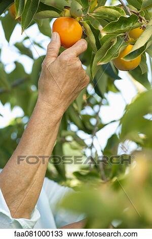 Stock Image - Senior woman picking persimmon from tree. Fotosearch