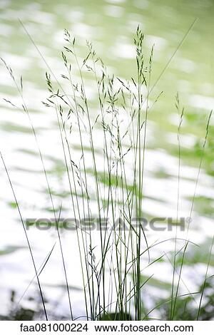Tall grass by lake View Large Photo Image Picture - Tall grass by lake. Fotosearch