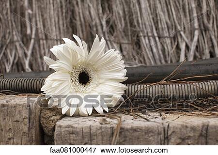 Stock Photo - White daisy. Fotosearch
