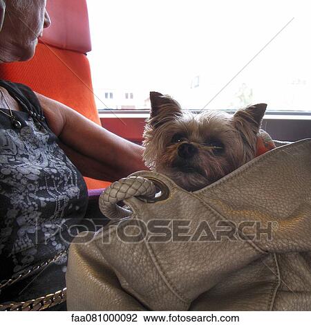 Woman traveling in train with Yorkshire terrier in bag View Large Photo Image Stock Image - Woman traveling in train with Yorkshire terrier in bag. Fotosearch