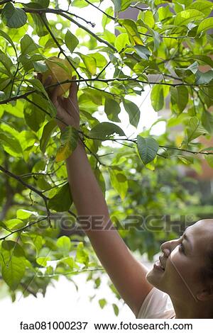 Stock Photo - Young woman picking fruit from tree. Fotosearch