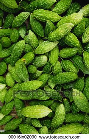 Bitter gourds View Large Photo Image Stock Image - Bitter gourds. Fotosearch