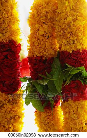 Brightly coloured flower garlands View Large Photo Image Stock Photo - Brightly coloured flower garlands. Fotosearch