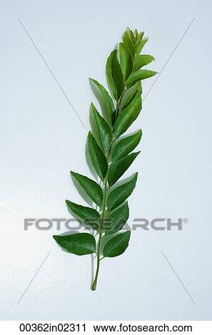 Still life of curry leaf View Large Photo Image Stock Image - Still life of curry leaf. Fotosearch