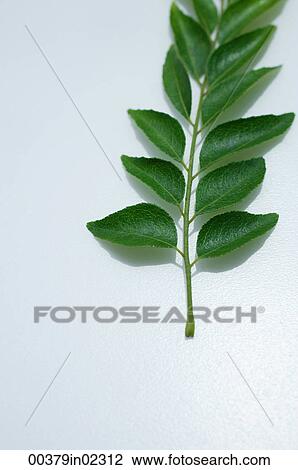Still life of curry leaf View Large Photo Image Stock Image - Still life of curry leaf. Fotosearch