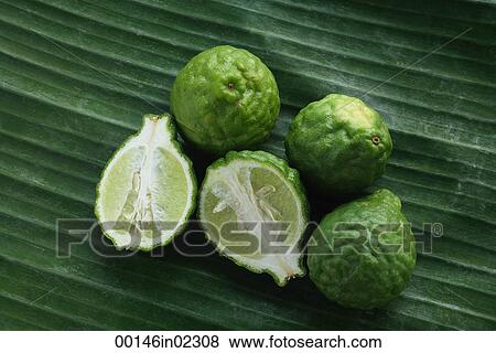 Still life of limes View Large Photo Image Stock Photo - Still life of limes. Fotosearch