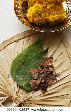 betel nut and leaves with chrysanthemums top view View Large Photo Image Stock Photo - betel nut and leaves with chrysanthemums top view. Fotosearch