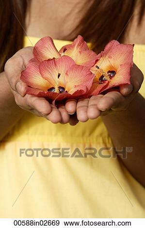 Close up of hands offering flowers View Large Photo Image Stock Photo - Close up of hands offering flowers. Fotosearch