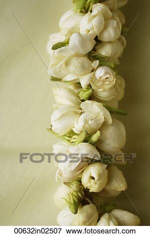 jasmine flower garland closeup View Large Photo Image Stock Photo - jasmine flower garland closeup. Fotosearch