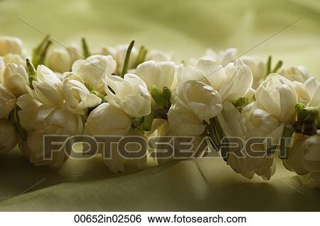 jasmine flower garland closeup View Large Photo Image Stock Photograph - jasmine flower garland closeup. Fotosearch